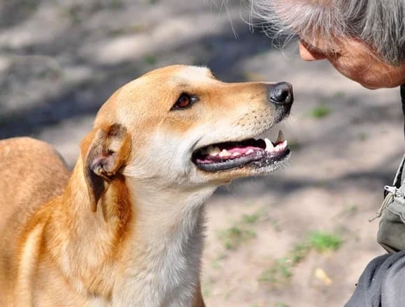 Beroz, female Mixed Breed for adoption at Schronisko dla Bezdomnych Zwierząt w Milanówku