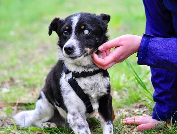 Esej, male Mixed Breed for adoption at Schronisko dla Bezdomnych Zwierząt w Milanówku