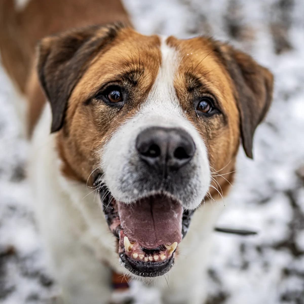 Beethoven, male Mixed Breed for adoption at Schronisko dla Bezdomnych Zwierząt w Milanówku