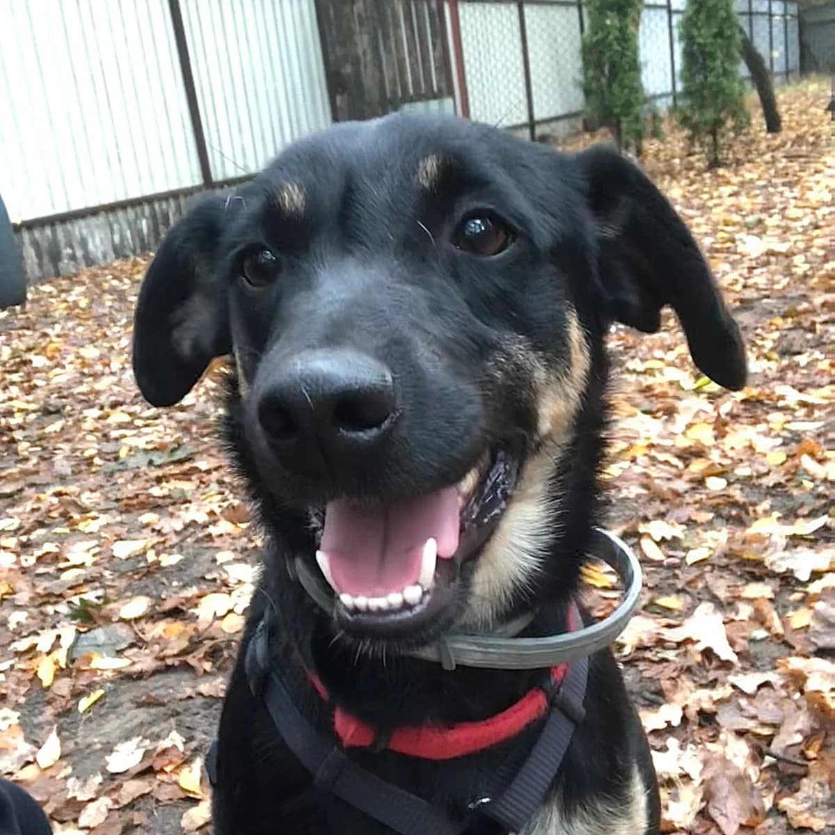 Fiodor, male Mixed Breed for adoption at Schronisko dla Bezdomnych Zwierząt w Milanówku