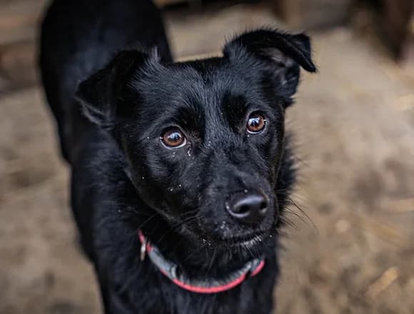Czoko, male Mixed Breed for adoption at Schronisko dla Bezdomnych Zwierząt w Milanówku