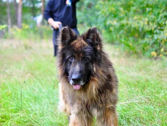 Gracjan, male Mixed Breed for adoption at Schronisko dla Bezdomnych Zwierząt w Milanówku