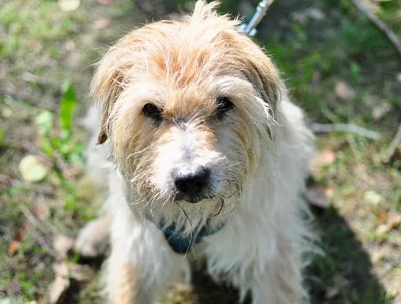 Ferdynand, male Mixed Breed for adoption at Schronisko dla Bezdomnych Zwierząt w Milanówku