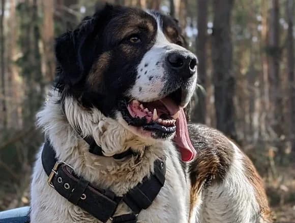 Garou, male Mixed Breed for adoption at Schronisko dla Bezdomnych Zwierząt w Milanówku