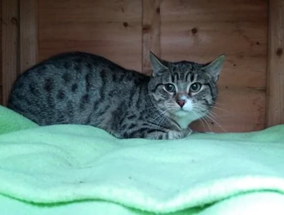 Chochlik, male Mixed Breed for adoption at Schronisko dla Bezdomnych Zwierząt w Milanówku