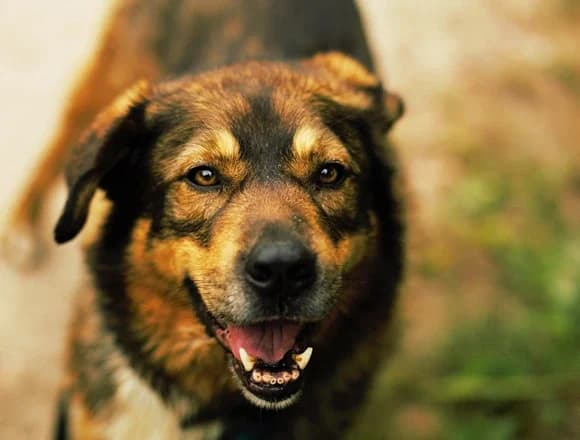 Petros, 5yo Mixed Breed for adoption at Schronisko dla Bezdomnych Zwierząt w Milanówku