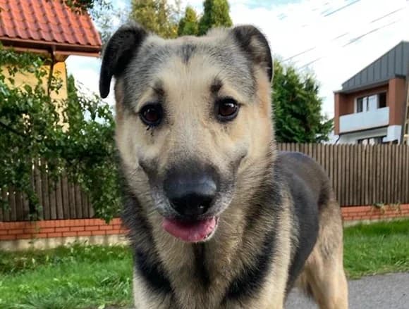 Naczos, male Mixed Breed for adoption at Schronisko dla Bezdomnych Zwierząt w Milanówku