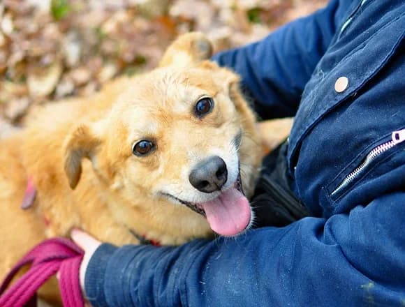 Grabcio, male Mixed Breed for adoption at Schronisko dla Bezdomnych Zwierząt w Milanówku