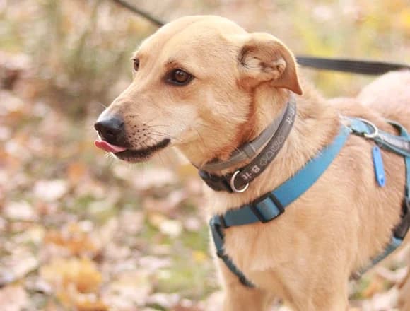 Dżeki, 3yo Mixed Breed for adoption at Schronisko dla Bezdomnych Zwierząt w Milanówku