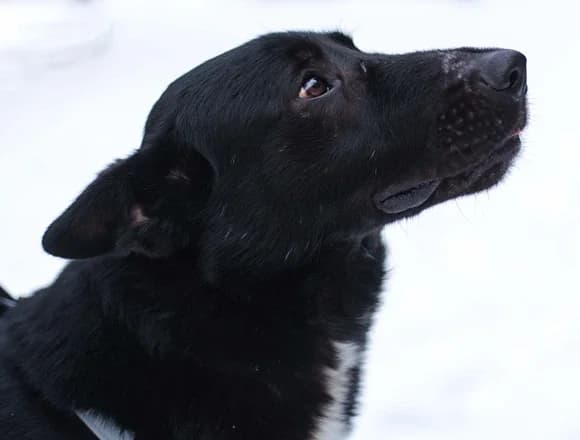 Jordan, male Mixed Breed for adoption at Schronisko dla Bezdomnych Zwierząt w Milanówku