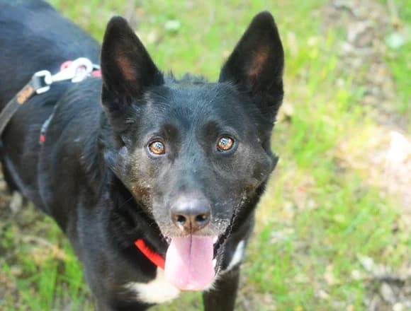 Czesia, male Mixed Breed for adoption at Schronisko dla Bezdomnych Zwierząt w Milanówku