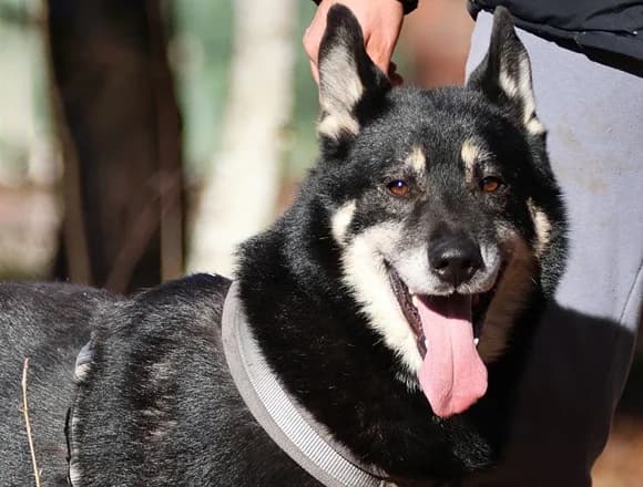 Spenser, male Mixed Breed for adoption at Schronisko dla Bezdomnych Zwierząt w Milanówku