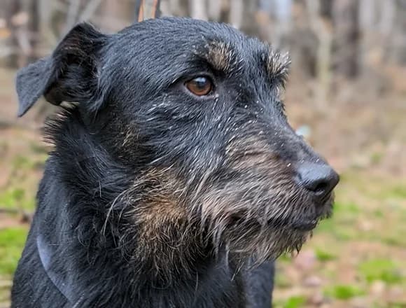 Dyzio 2, male Mixed Breed for adoption at Schronisko dla Bezdomnych Zwierząt w Milanówku