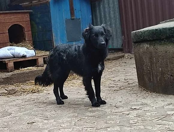 Bubu, young Mixed Breed for adoption at Schronisko dla Bezdomnych Zwierząt w Milanówku