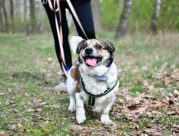Marshall, male Mixed Breed for adoption at Schronisko dla Bezdomnych Zwierząt w Milanówku
