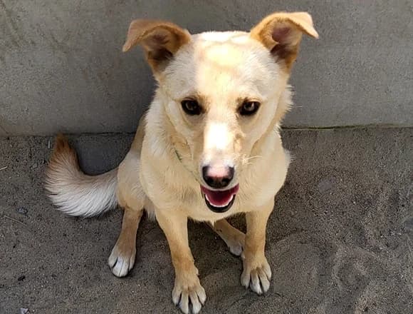 Fernanda, young Mixed Breed for adoption at Schronisko dla Bezdomnych Zwierząt w Milanówku
