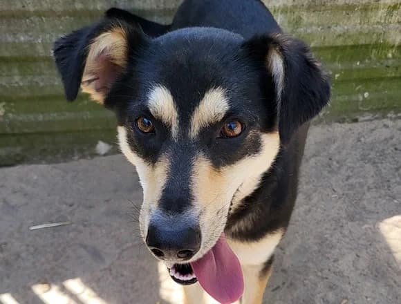 Alejandra, young Mixed Breed for adoption at Schronisko dla Bezdomnych Zwierząt w Milanówku