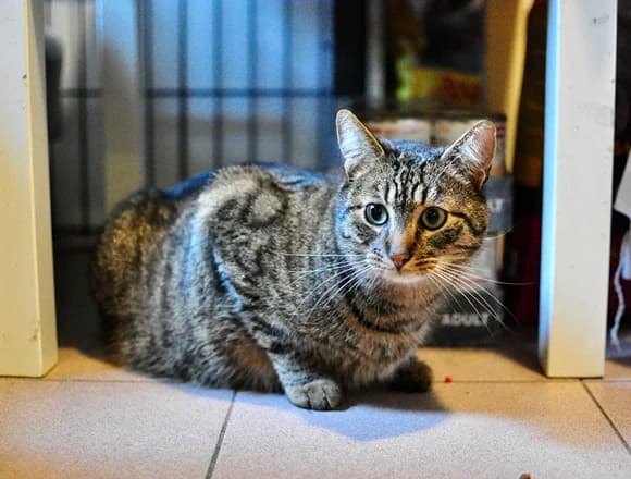 Miałek, male 4yo Mixed Breed for adoption at Schronisko dla Bezdomnych Zwierząt w Milanówku