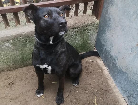 Borys, male Mixed Breed for adoption at Schronisko dla Bezdomnych Zwierząt w Milanówku