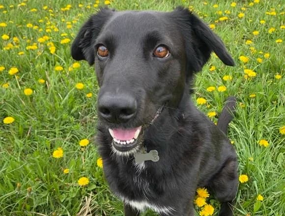Reksio, male 4yo Mixed Breed for adoption at Schronisko dla Bezdomnych Zwierząt w Milanówku