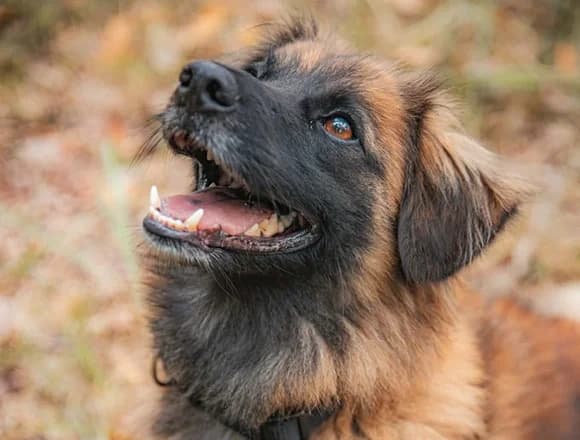 Drako, male Mixed Breed for adoption at Schronisko dla Bezdomnych Zwierząt w Milanówku