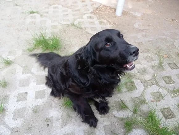 Koksik, male young Mixed Breed for adoption at Schronisko dla Bezdomnych Zwierząt w Milanówku