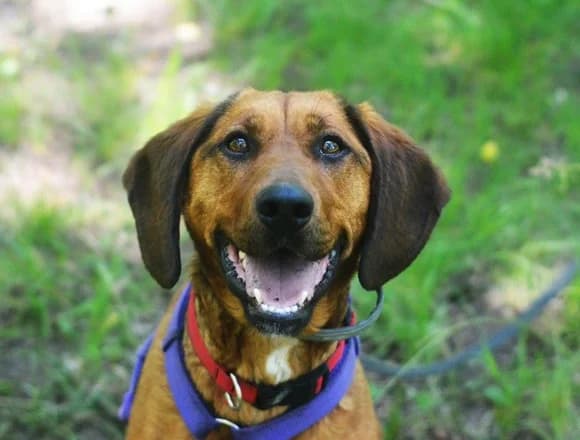 Gaja, female 5yo Mixed Breed for adoption at Schronisko dla Bezdomnych Zwierząt w Milanówku