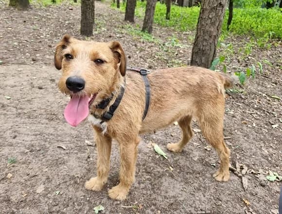 Betty, female young Mixed Breed for adoption at Schronisko dla Bezdomnych Zwierząt w Milanówku