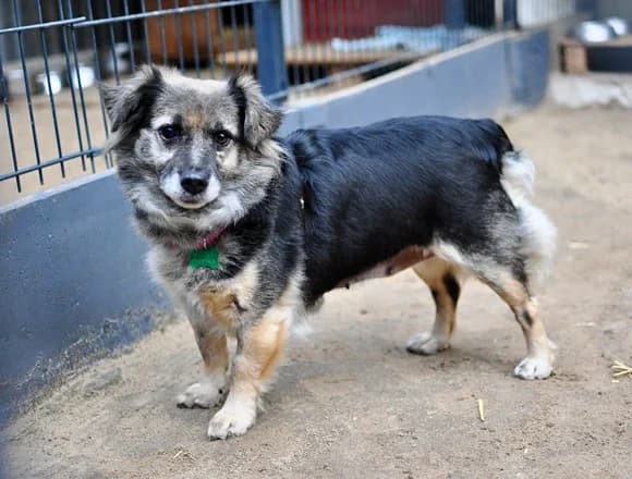 Ronia, male Mixed Breed for adoption at Schronisko dla Bezdomnych Zwierząt w Milanówku
