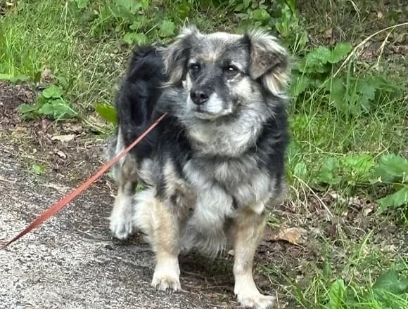 Ronia, male Mixed Breed for adoption at Schronisko dla Bezdomnych Zwierząt w Milanówku