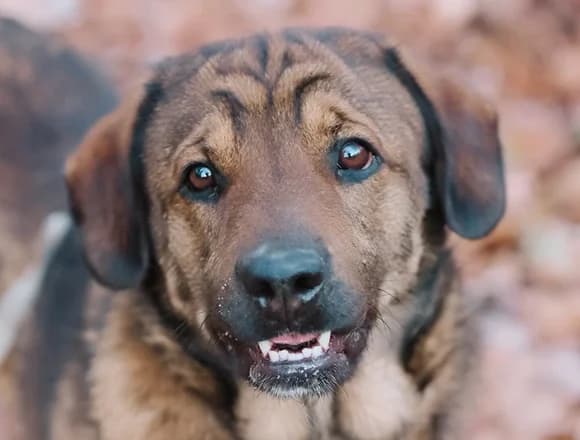 Benji, male Mixed Breed for adoption at Schronisko dla Bezdomnych Zwierząt w Milanówku