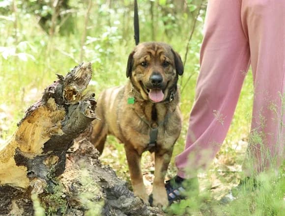 Benji, male Mixed Breed for adoption at Schronisko dla Bezdomnych Zwierząt w Milanówku