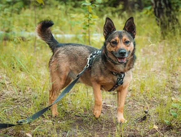 Karusek, male 5yo Mixed Breed for adoption at Schronisko dla Bezdomnych Zwierząt w Milanówku