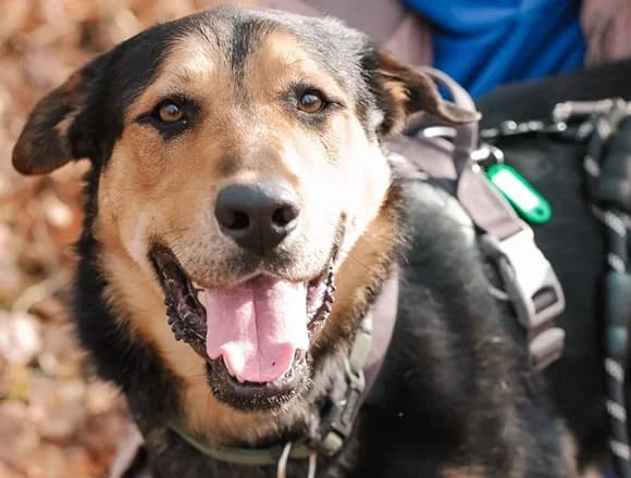 Racuch, male Mixed Breed for adoption at Schronisko dla Bezdomnych Zwierząt w Milanówku