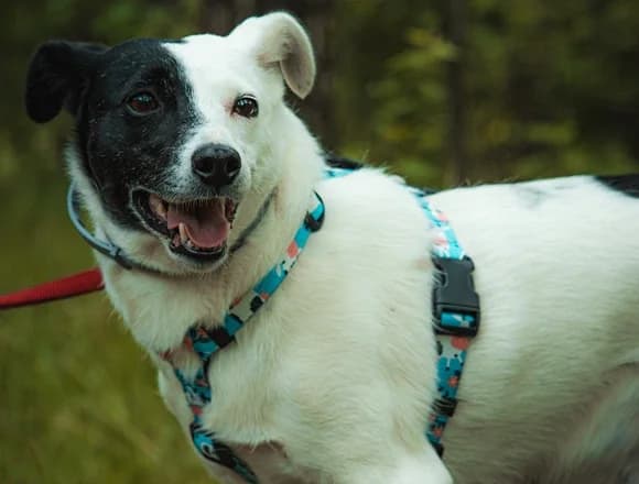 Gabi, male Mixed Breed for adoption at Schronisko dla Bezdomnych Zwierząt w Milanówku