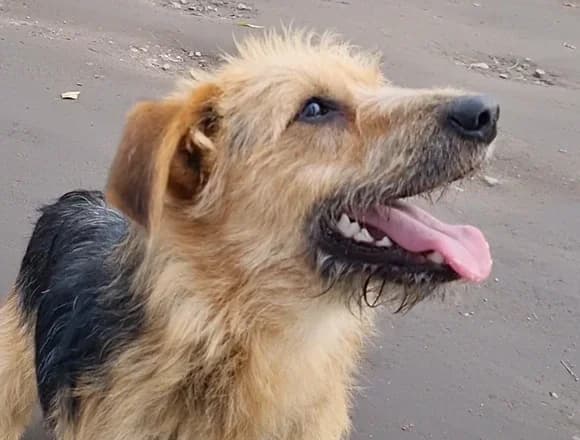 Borys, male Mixed Breed for adoption at Schronisko dla Bezdomnych Zwierząt w Milanówku
