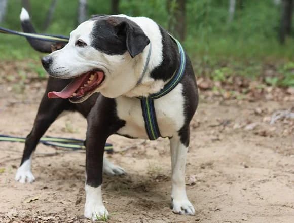 Tazz, male senior Mixed Breed for adoption at Schronisko dla Bezdomnych Zwierząt w Milanówku