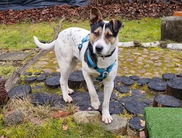Elmo, male young Mixed Breed for adoption at Schronisko dla Bezdomnych Zwierząt w Milanówku