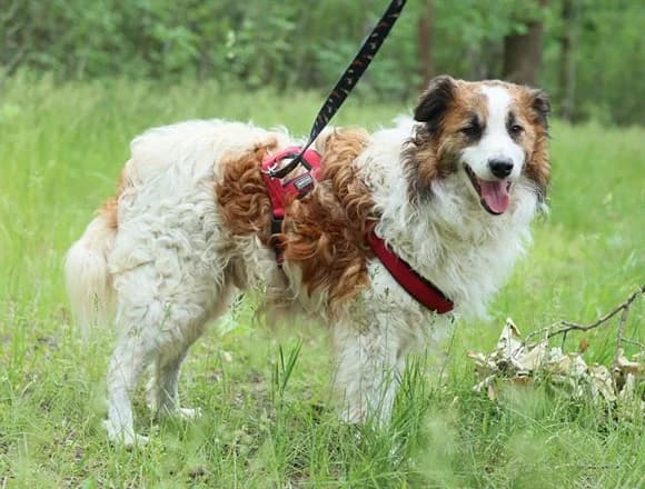 Misio, male Mixed Breed for adoption at Schronisko dla Bezdomnych Zwierząt w Milanówku