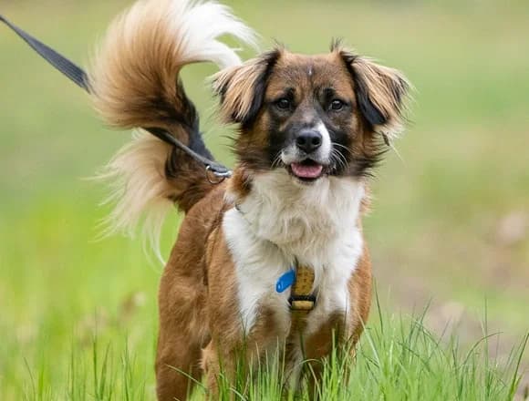 Gucio 2, male Mixed Breed for adoption at Schronisko dla Bezdomnych Zwierząt w Milanówku