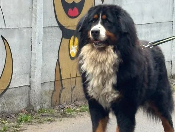 Duży Maciek, male 4yo Mixed Breed for adoption at Schronisko dla Bezdomnych Zwierząt w Milanówku