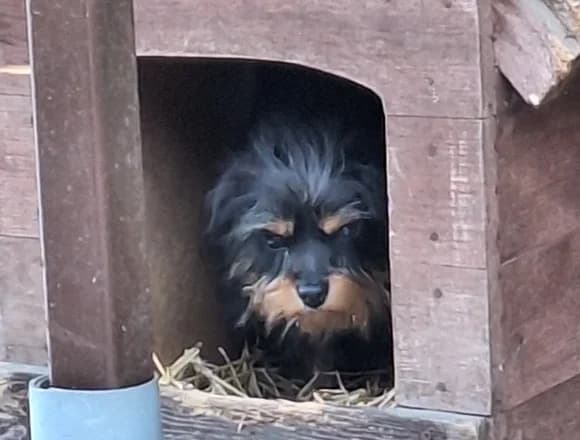 Franek, male young Mixed Breed for adoption at Schronisko dla Bezdomnych Zwierząt w Milanówku