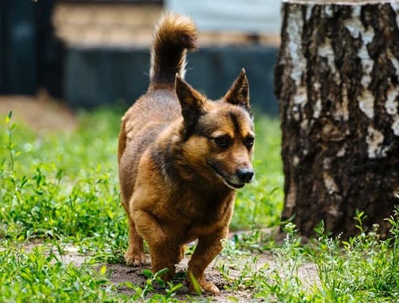 Fenek, male Mixed Breed for adoption at Schronisko dla Bezdomnych Zwierząt w Milanówku