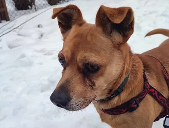 Fifi, male Mixed Breed for adoption at Schronisko dla Bezdomnych Zwierząt w Milanówku