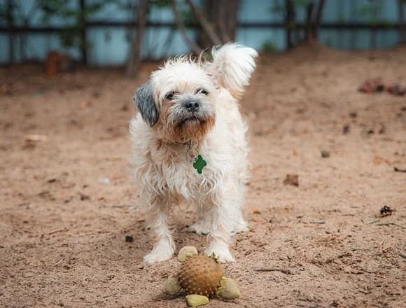 Chmurka, male 3yo Mixed Breed for adoption at Schronisko dla Bezdomnych Zwierząt w Milanówku