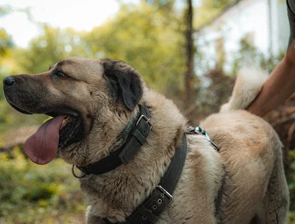 Hadron, male Mixed Breed for adoption at Schronisko dla Bezdomnych Zwierząt w Milanówku
