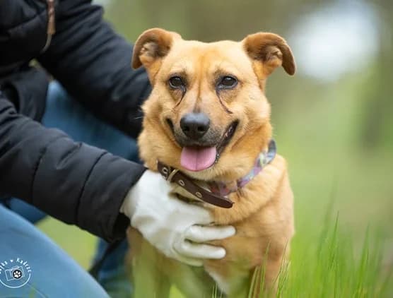 Zygzak, male 3yo Mixed Breed for adoption at Schronisko dla Bezdomnych Zwierząt w Milanówku