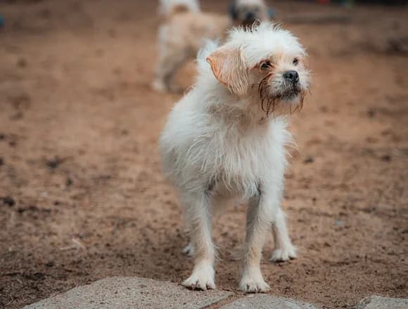 Scrappy, male 3yo Mixed Breed for adoption at Schronisko dla Bezdomnych Zwierząt w Milanówku