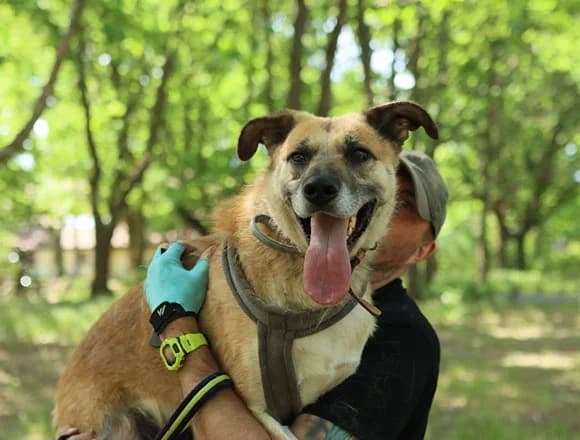 Buli, male 5yo Mixed Breed for adoption at Schronisko dla Bezdomnych Zwierząt w Milanówku