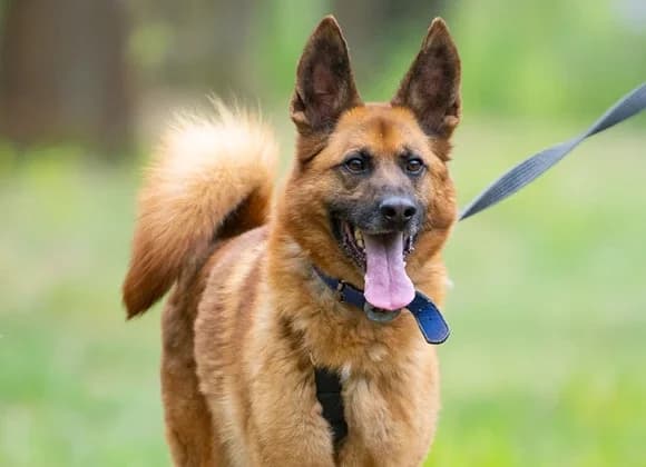 Buddy, 5yo Mixed Breed for adoption at Schronisko dla Bezdomnych Zwierząt w Milanówku